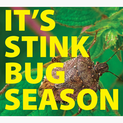 Thumbnail image representing Stink bugs season is coming